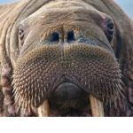 Da fat walrus group