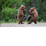 Honeybears unite