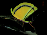 YELLOW STICKBUG