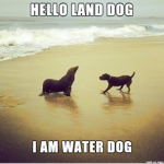 Doggo and seal gang