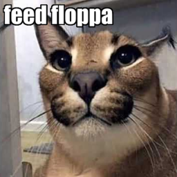 feed floppa icon