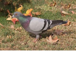 chill place for friends pigeons (bread pet)