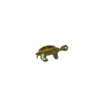 Followers of the great tortoise