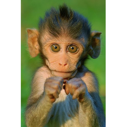 The Monkey Army