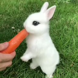 Bunny city