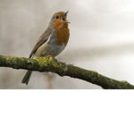 Bird Nation group