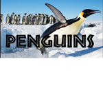 Penguin Fans <3
