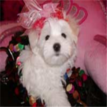 Sohpie My dog Roblox decal