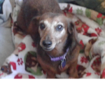 Doggydog
