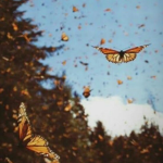 Aesthetic butterfly gang