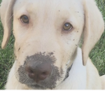 The people who loves pups