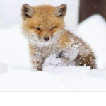Foxy’s homies