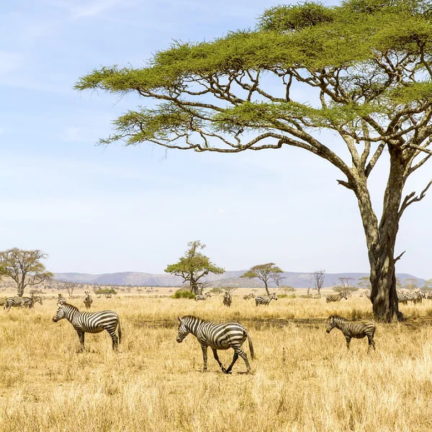 African Savanna screenshot 1