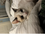 Teddy and Basil