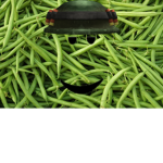 The Green Bean Army