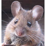 ~Mouse Life~