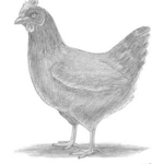-chicky’s-