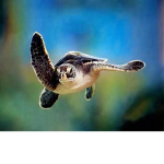 Shell Squad