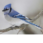 Blu Jay Family