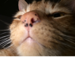 worship the cat.