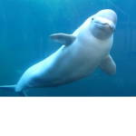 Beluga gang