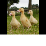 Ducks_squads