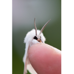 The Moth Wiki