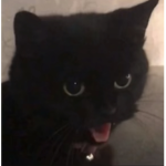 rnfjdjfhdkfhfkfhf