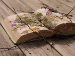 Addie's Author Circle