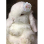 Marshmallow~KittyCat