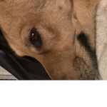 Bella dog army
