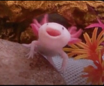 Axolotl creations