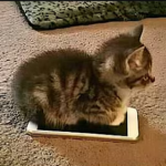 Wawawave