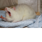 RAT BOYS