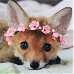 Adventure Fox’s