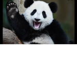 Panda’s Association