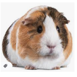 The Guinea Pig Squad!