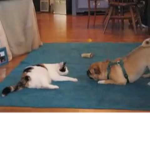 Pug vs cat