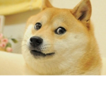 Doge’s Studios