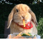 :+ swaggy bunnys +: