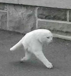 Depressed cats :)