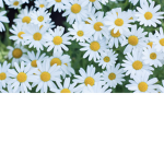 Daisy’s_group