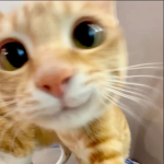 Meowtique