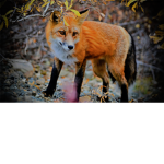 Wild Fox Roleplayers