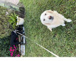Dogs dogs group