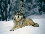 GTA_Wolf