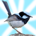 Fairy-Wren Studio