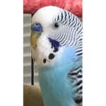 BIRD OF THE BIRD