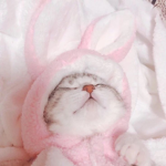 Kittens"
