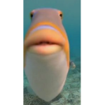 Smelly Toe